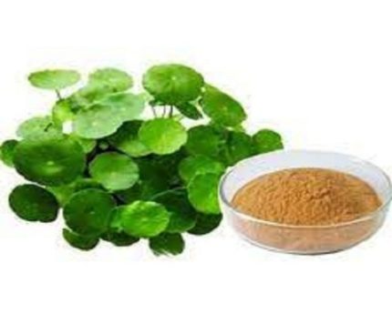 Bacopa Monnieri Extract Powder